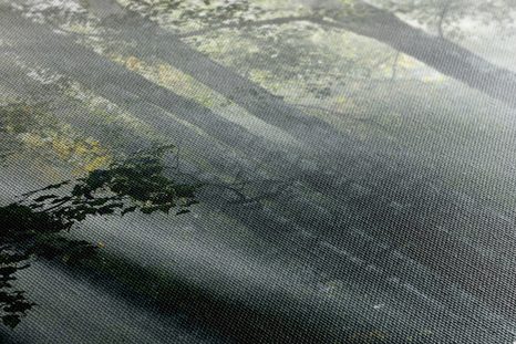 SLIKA SONČNI ŽARKI V MEGLENEM GOZDU - SLIKE NARAVE IN POKRAJINE - SLIKE