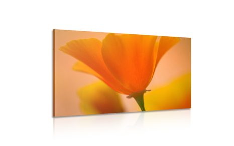 SLIKA ČUDOVITI CVET - SLIKE ROŽ - SLIKE