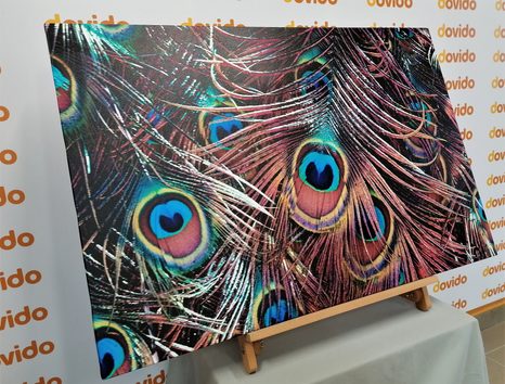 SLIKA PAVJE PERO - SLIKE TIHOŽITJE - SLIKE