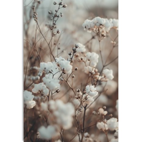 SLIKA RASTLINA BOMBAŽA - SLIKE TRAVE - SLIKE