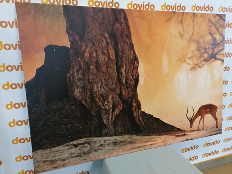 OBRAZ AFRICKÁ ANTILOPA - OBRAZY ZVIERAT - OBRAZY