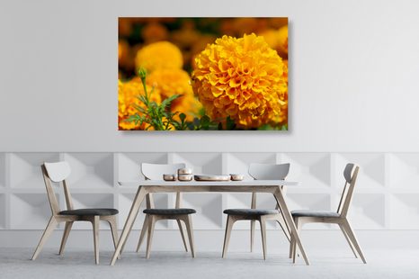 OBRAZ AZTÉCKÝ MĚSÍČEK - OBRAZY KVĚTŮ - OBRAZY