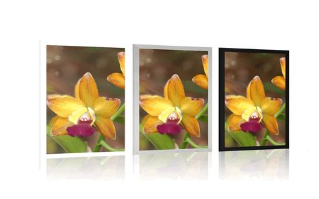 PLAKÁT ORANŽOVÁ ORCHIDEJ - KVĚTINY - PLAKÁTY