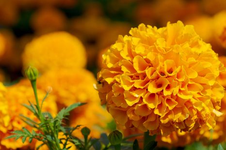 OBRAZ AZTÉCKÝ MĚSÍČEK - OBRAZY KVĚTŮ - OBRAZY