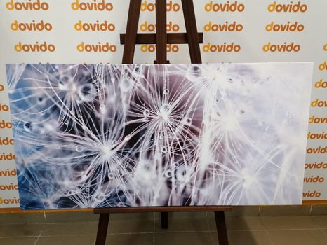 WANDBILD MAKRO DES LÖWENZAHNS - BILDER BLUMEN - BILDER