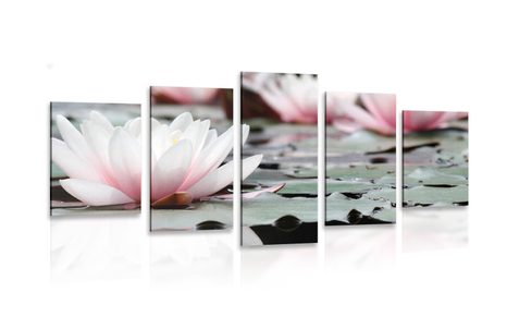 5-PIECE CANVAS PRINT LOTUS FLOWER - PICTURES FLOWERS - PICTURES