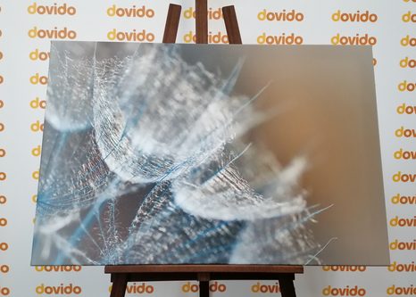 OBRAZ MAKRO PAMPELIŠKA NA POZADÍ - OBRAZY KVĚTŮ - OBRAZY