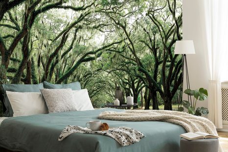 FOTOTAPETA STROMY V OBJATÍ - TAPETY PRÍRODA - TAPETY