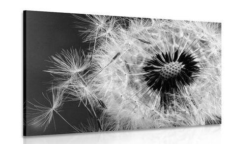 CANVAS PRINT DANDELION SEEDS IN BLACK AND WHITE