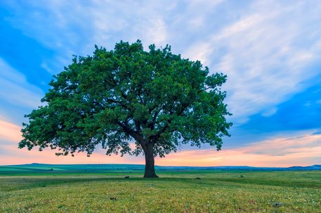 FOTOTAPETE ALLEINSTEHENDE EICHE - TAPETEN - 🔥 TOTALAUSVERKAUF