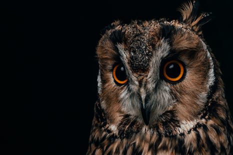 SLIKA SOVA - SLIKE ŽIVALI - SLIKE