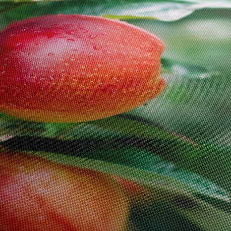 OBRAZ ČERSTVÉ JABLKA NA VĚTVI - OBRAZY JÍDLA A NÁPOJE - OBRAZY