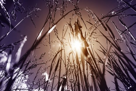CANVAS PRINT FIELD GRASS - PICTURES OF NATURE AND LANDSCAPE - PICTURES