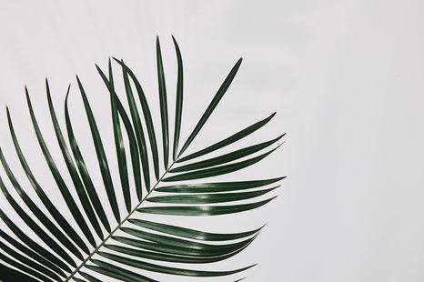 SAMOLEPIACA FOTOTAPETA NÁDHERNÝ PALMOVÝ LIST - TAPETY - 🔥 TOTÁLNY VÝPREDAJ