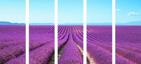 5-DÍLNÝ OBRAZ NEKONEČNÉ LEVANDULOVÉ POLE - OBRAZY PŘÍRODY A KRAJINY - OBRAZY