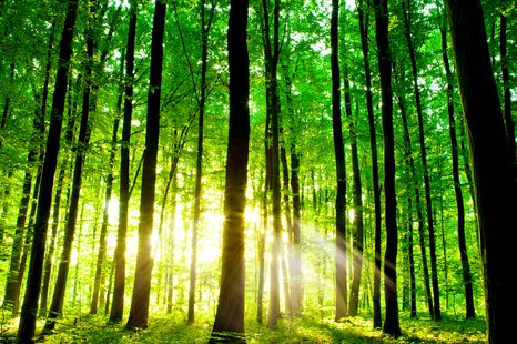 WANDBILD FRISCHER GRÜNER WALD - BILDER VON NATUR UND LANDSCHAFT - BILDER