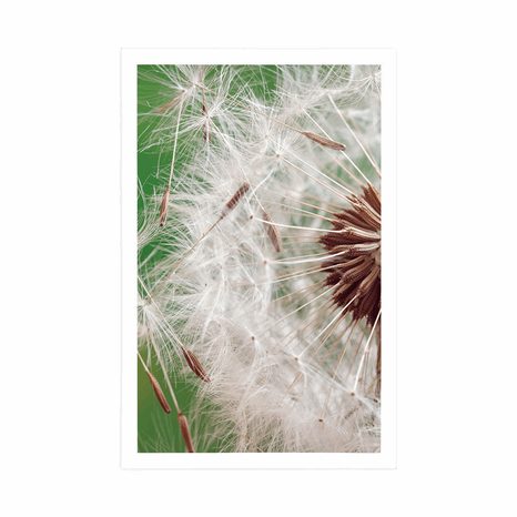 POSTER DETAIL OF A DANDELION - FLOWERS - POSTERS