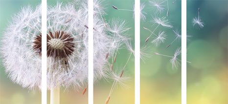 5-RÉSZES KÉP VÁRÁZSLATOS PITYPANG - VIRÁGMINTÁS KÉPEK - KÉPEK