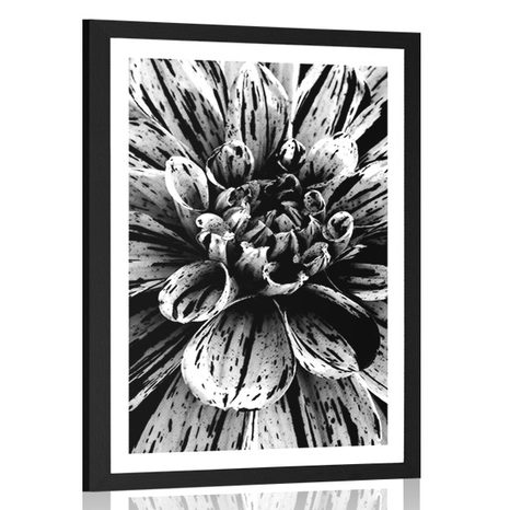 POSTER WITH MOUNT EXOTIC DAHLIAS IN BLACK AND WHITE - BLACK AND WHITE - POSTERS