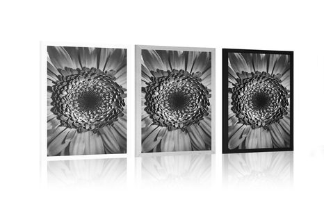 AFFICHE – GERBERA EN NOIR ET BLANC - NOIR ET BLANC - AFFICHES