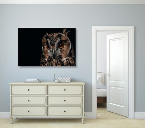 SLIKA SOVA - SLIKE ŽIVALI - SLIKE