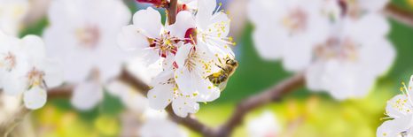 WANDBILD BAUMBLÜTEN IM FRÜHLING - BILDER BLUMEN - BILDER