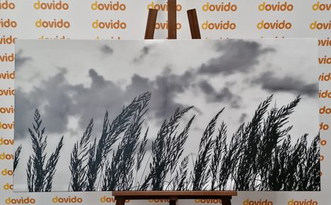 OBRAZ TRÁVA V ČERNOBÍLÉM PROVEDENÍ - ČERNOBÍLÉ OBRAZY - OBRAZY