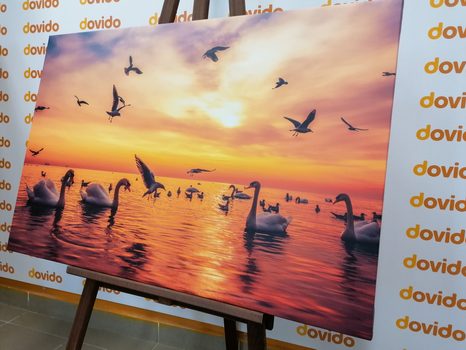 WANDBILD SCHWÄNE AUF DEM MEER - BILDER TIERE - BILDER