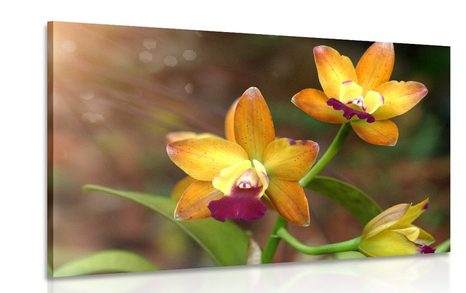 WANDBILD ORANGE ORCHIDEE - BILDER BLUMEN - BILDER