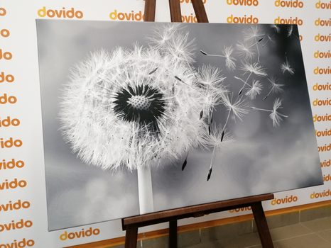 WANDBILD BEZAUBERNDER LÖWENZAHN IN SCHWARZ-WEISS - SCHWARZ-WEISSE BILDER - BILDER