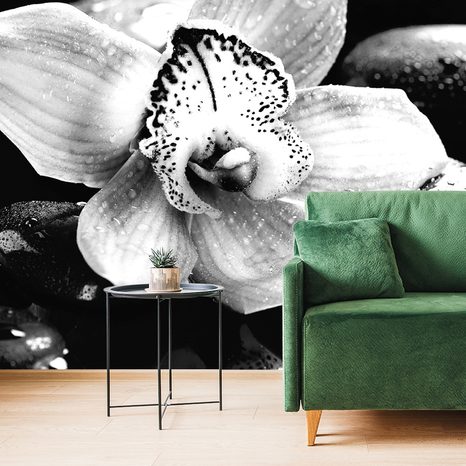 WALL MURAL BLACK AND WHITE EXOTIC ORCHID - BLACK AND WHITE WALLPAPERS - WALLPAPERS