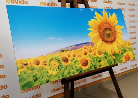 CANVAS PRINT SUNFLOWER FIELD - PICTURES - 🔥 TOTAL SALE 🔥