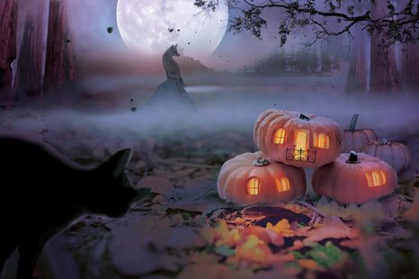 KÉP TÖK EGY TITOKZATOS ERDŐBEN - MACSKA KÉPEK - KÉPEK