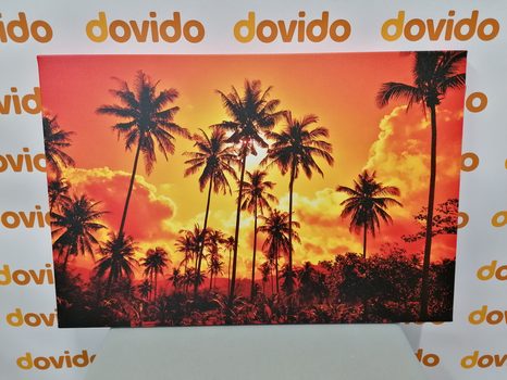 SLIKA KOKOSOVE PALME NA PLAŽI - SLIKE NARAVE IN POKRAJINE - SLIKE