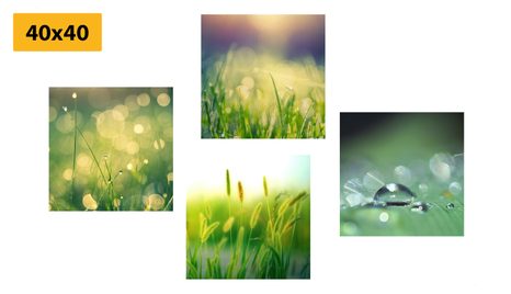 BILDER-SET MORGENTAU AUF DER WIESE - BILDERSETS - BILDER