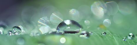 КАРТИНА НА ПЛАТНО – КАПКА РОСА - КАРТИНИ НА ПРИРОДАТА И ПЕЙЗАЖИ - КАРТИНИ