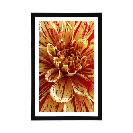 POSTER – DAHLIA ESOTICA - FIORI - POSTER