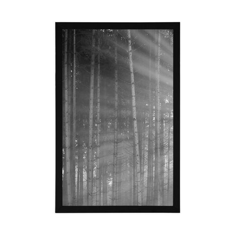 PLAKAT SONCE ZA DREVESI V ČRNOBELI VARIANTI - ČRNOBELI - PLAKATI