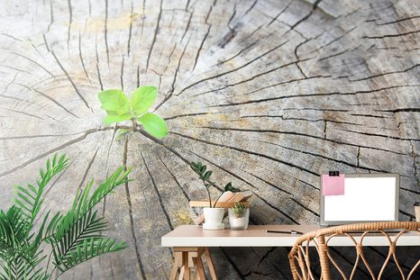 FOTOTAPETE GEBURT NEUEN LEBENS - TAPETEN MIT NATURMOTIVEN - TAPETEN