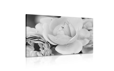 OBRAZ PLNÝ RŮŽÍ V ČERNOBÍLÉM PROVEDENÍ - ČERNOBÍLÉ OBRAZY - OBRAZY