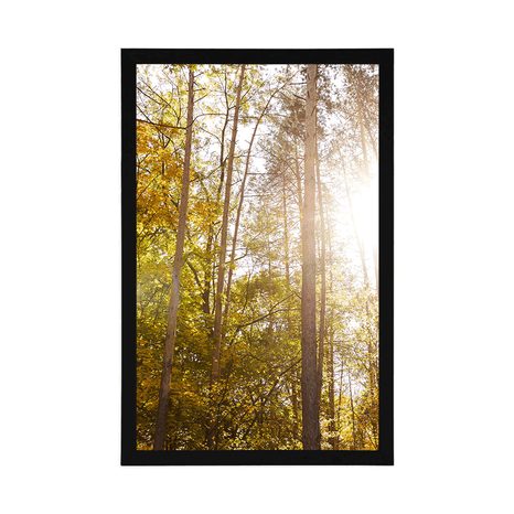 POSTER – FORESTA NEI COLORI AUTUNNALI - NATURA - POSTER