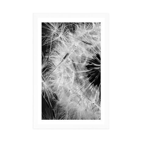 PLAKAT S PASPARTUJEM SEMENA REGRATOVE LUČKE V ČRNOBELI VARIANTI - ČRNOBELI - PLAKATI