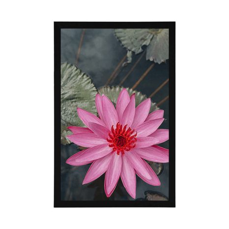 POSTER BEZAUBERNDE LOTOSBLÜTE - BLUMEN - POSTER