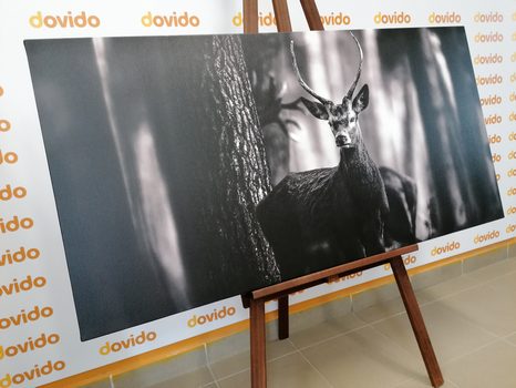 OBRAZ JELEŃ W LESIE W WERSJI CZARNO-BIAŁEJ - OBRAZY CZARNO-BIAŁE - OBRAZY