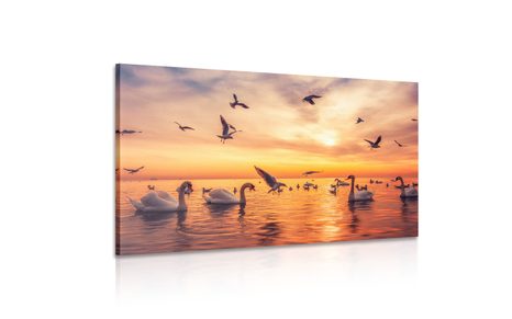 WANDBILD SCHWÄNE AUF DEM MEER - BILDER TIERE - BILDER