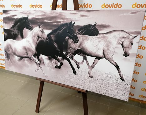 OBRAZ STÁDO KONÍ V ČERNOBÍLÉM PROVEDENÍ - ČERNOBÍLÉ OBRAZY - OBRAZY