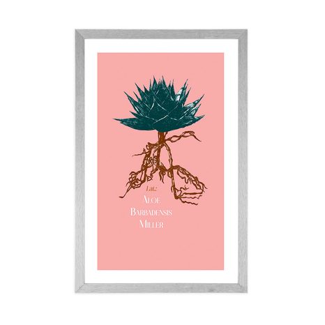POSTER MIT PASSEPARTOUT UND DER AUFSCHRIFT ALOE BARBADENSIS MILLER - MOTIVE AUS UNSERER WERKSTATT - POSTER