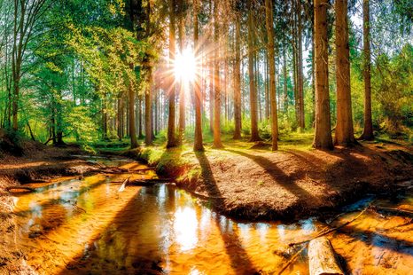 SELF ADHESIVE WALL MURAL FAIRYTALE FOREST - WALLPAPERS - 🔥 TOTAL SALE 🔥