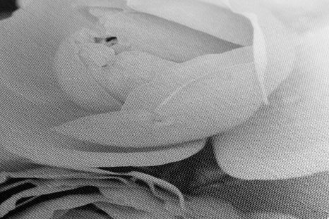 OBRAZ PLNÝ RŮŽÍ V ČERNOBÍLÉM PROVEDENÍ - ČERNOBÍLÉ OBRAZY - OBRAZY