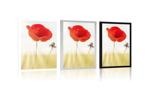 PLAKÁT DIVOKÝ MÁK - KVĚTINY - PLAKÁTY